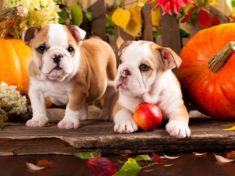 Thanksgiving Pet Tips