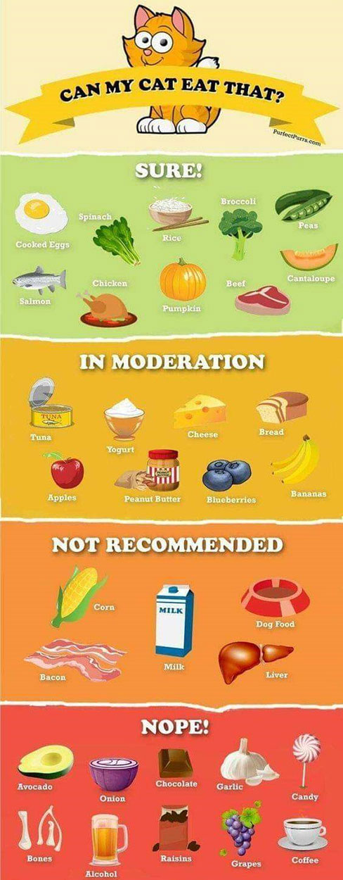 Cat Food Chart